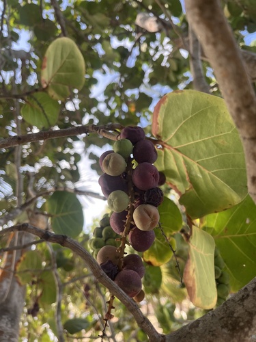sea grape