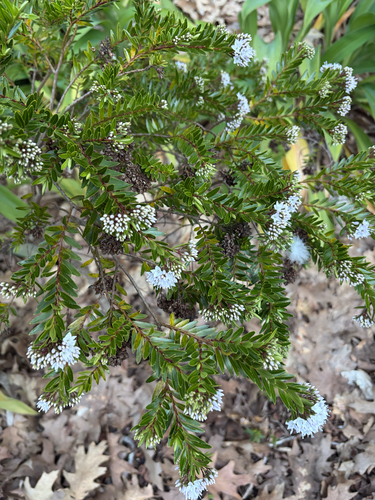 Veronica diosmifolia observed 2026-08-19