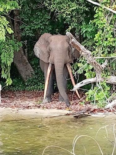 Forest Elephant