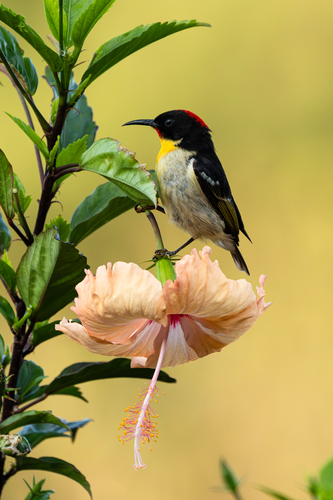 Sulphur-breasted Myzomela