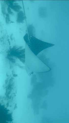 Spotted Eagle Ray