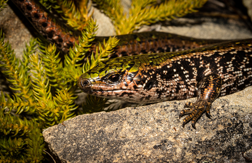 Green Skink, Oligosoma chloronoton