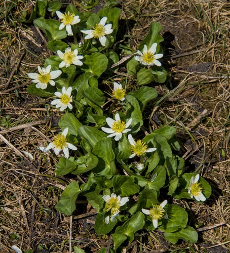 Caltha leptosepala