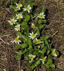 Caltha leptosepala