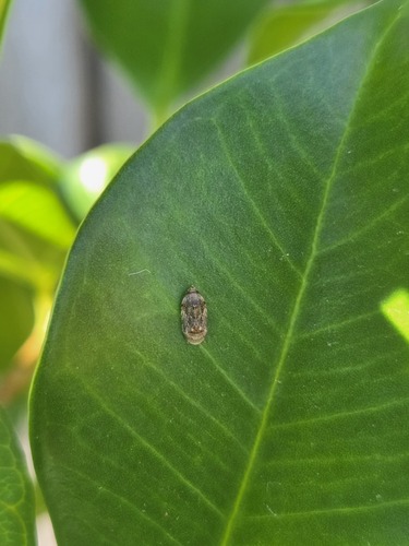 Neovulturnus vultuosus observed 2026-08-19