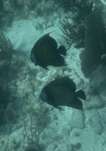 French Angelfish
