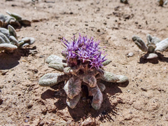 Saussurea gnaphalodes