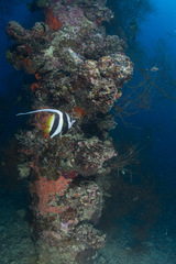 Heniochus acuminatus