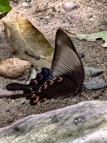 Chinese Peacock Swallowtail