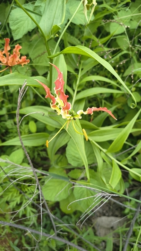 flame lily