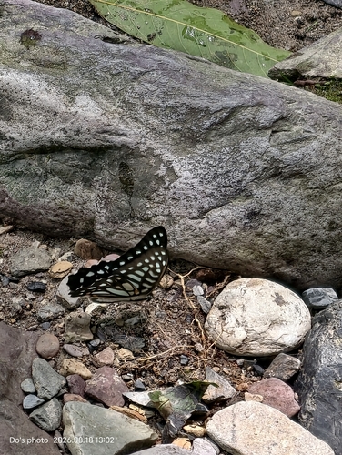 Graphium leechi