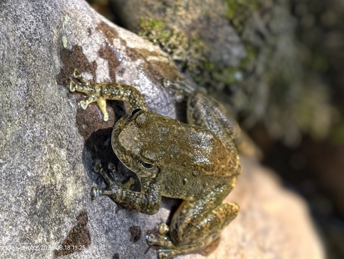 Wuyi torrent frog