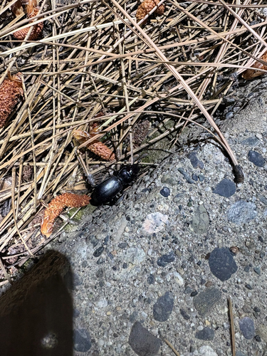 iNaturalist observation photo of Pterostichinae