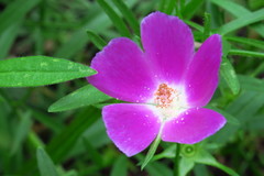 Callirhoe involucrata