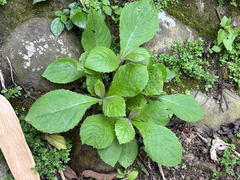 Blumea sinuata