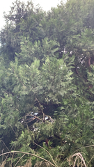 Calocedrus decurrens