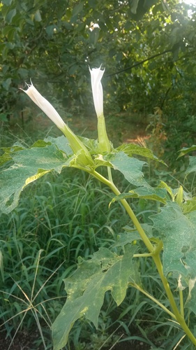 jimsonweed