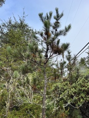 (c) Ryan Donnelly, some rights reserved (CC BY) Pinus muricata, photograph (c) Ryan Donnelly, some rights reserved (CC BY)