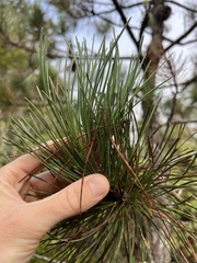 (c) Ryan Donnelly, some rights reserved (CC BY) Pinus muricata, photograph (c) Ryan Donnelly, some rights reserved (CC BY)