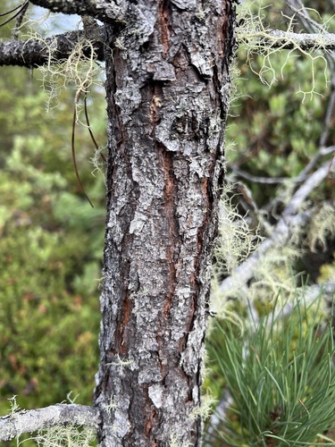 Pinus muricata, photograph 4