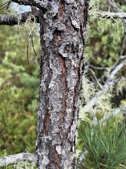 (c) Ryan Donnelly, some rights reserved (CC BY) Pinus muricata, photograph (c) Ryan Donnelly, some rights reserved (CC BY)