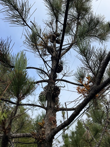 Pinus muricata, photograph 5