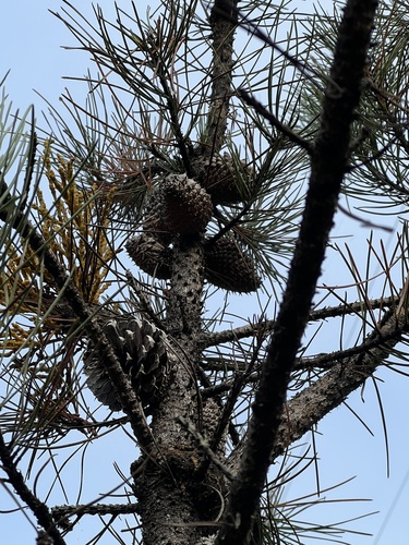 Pinus muricata, photograph 6