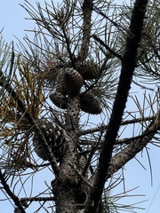 Pinus muricata, photograph (c) Ryan Donnelly, some rights reserved (CC BY)