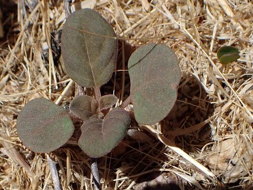 Boerhavia triquetra intermedia