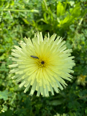 Urospermum dalechampii
