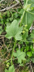 Bryonia