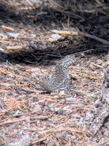 iNaturalist observation photo of Western Fence Lizard