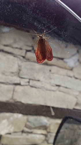Rosy Footman