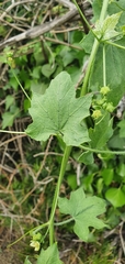 Bryonia