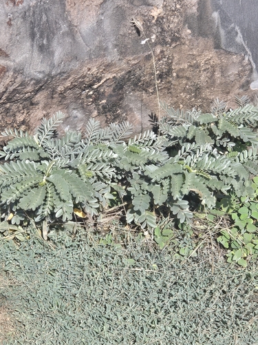 Sesbania tomentosa observed 2026-08-18