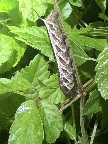 Theretra japonica