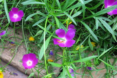 Callirhoe involucrata