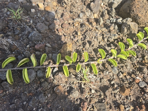 Jacquemontia sandwicensis observed 2026-08-18