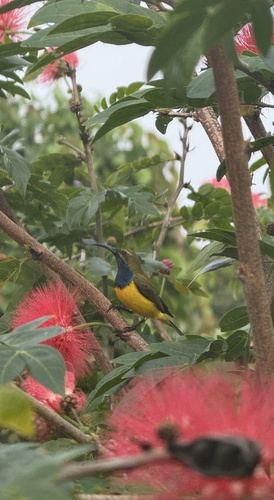 Sahul Sunbird
