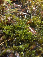 Sarmentypnum exannulatum