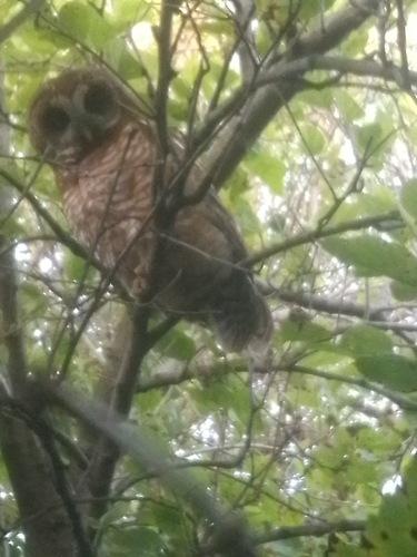 iNaturalist image