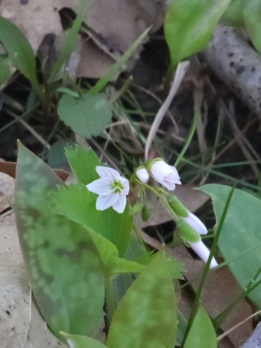 Claytonia virginica, photograph 4