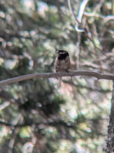 iNaturalist observation photo of Dark-eyed Junco