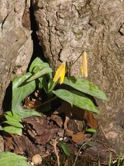 Erythronium americanum, photograph (c) Jensyn Scott, some rights reserved (CC BY)