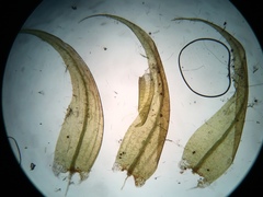 Sarmentypnum exannulatum