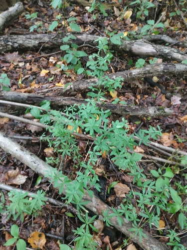 Galium intermedium