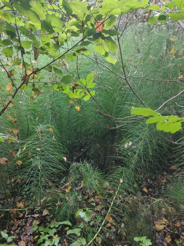 great horsetail