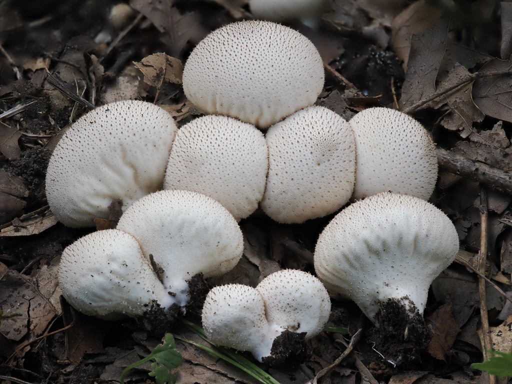 common puffball · August 2026 · photo: Photo: (c) Alan Rockefeller, some rights reserved (CC BY) · iNaturalist