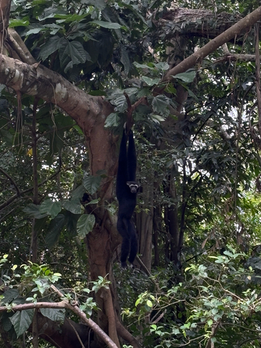 Pileated Gibbon