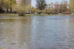 Chroicocephalus ridibundus